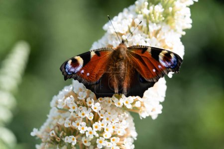 Photo for Peacock butterfly next to the butterfly bush buddleja davidii - Royalty Free Image