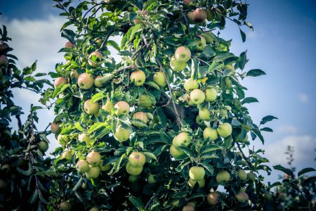 Foto de Apple trees in the old land next to Hamburg - Imagen libre de derechos