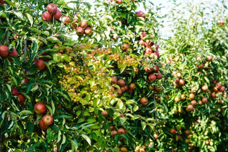 Foto de Apple trees in the old land next to Hamburg - Imagen libre de derechos