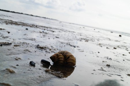 Photo for You can find the yellow spanballs of the whelks at the beach of Blavand - Royalty Free Image