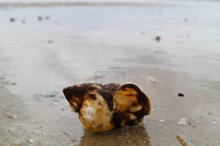 Photo for You can find the yellow spanballs of the whelks at the beach of Blavand - Royalty Free Image