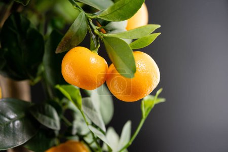 Le Calamondin Orange nitro fortunella macrocarpa est un hybride de mandarine un cumquat
