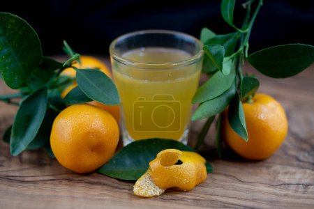 Photo for The Calamondin Orange nitro fortunella macrocarpa is a hybrid of mandarin an cumquat - Royalty Free Image