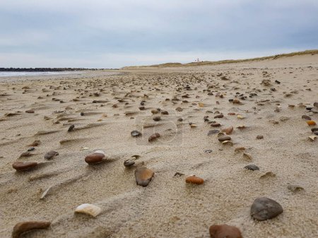 Photo for Shells and stones the beach at the northern sea in Blavand Denmark - Royalty Free Image