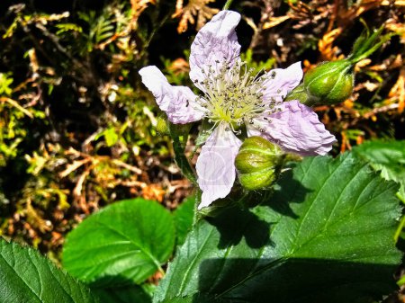 Photo for Rubus Blackberry wild forest flowers and fruits - Royalty Free Image