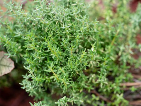 Foto de Thymus vulgaris seco y fresco deliciosas hierbas de cocina - Imagen libre de derechos