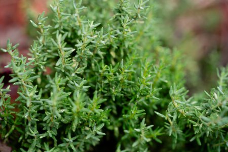 Photo for Dried and fresh Thymus vulgaris delicious kitchen herbs - Royalty Free Image