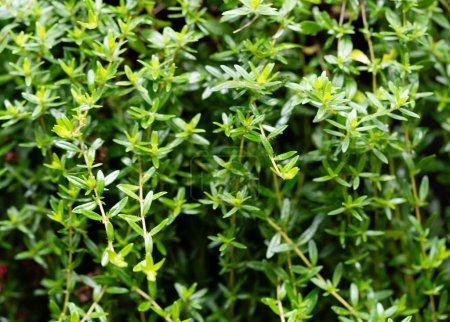 Foto de Thymus vulgaris seco y fresco deliciosas hierbas de cocina - Imagen libre de derechos