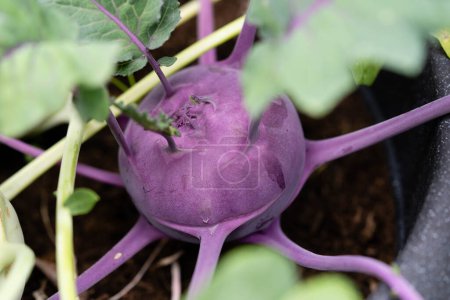 Téléchargez les photos : Différents types de chou-rave Brassica oleracea de notre propre jardin - en image libre de droit