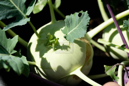 Téléchargez les photos : Différents types de chou-rave Brassica oleracea de notre propre jardin - en image libre de droit