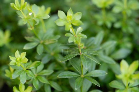 Photo for Leaves of the woodruff plant Galium odoratum fresh and dried - Royalty Free Image