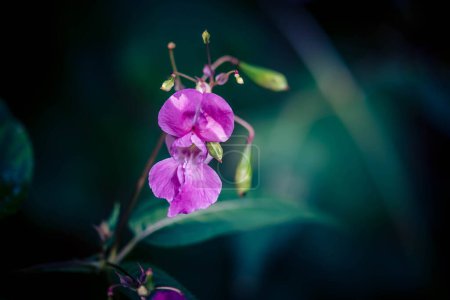 Foto de Wildflower Lamium Lamiaceae la orquídea alemana - Imagen libre de derechos