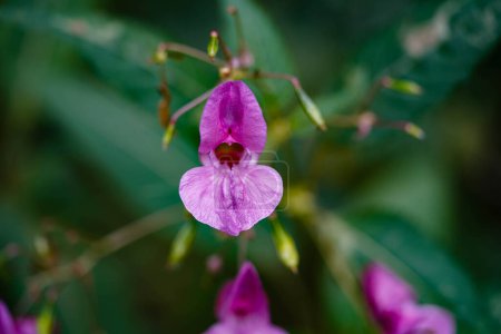 Foto de Wildflower Lamium Lamiaceae la orquídea alemana - Imagen libre de derechos