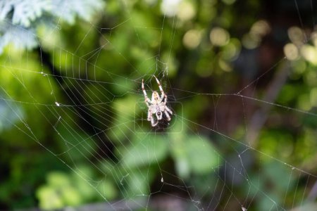 Photo for Little Spider in the web - Royalty Free Image