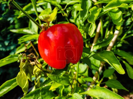 fresh and spicy red hot chilli pepper
