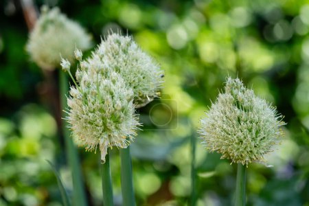 ciboulette Allium schoenoprasum du jardin de la maison