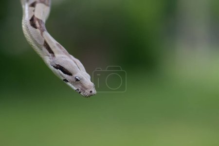 Photo of a boa constrictor. Closeup of snake with neutral background. Real color on a green background.