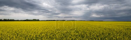 Téléchargez les photos : Vue panoramique d'un champ de canola jaune vif avec un ciel plein de nuages gris clair à gris foncé. - en image libre de droit