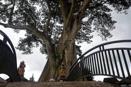 Téléchargez les photos : Grand arbre sauvage à Tabanan régence de Bali.Connu sous le nom de "Kayu Putih" croissance au milieu du village - en image libre de droit