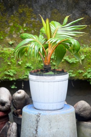 Kokosnuss-Bonsai-Wachstum frisch und platziert im Hausgarten und auf den Terrassen