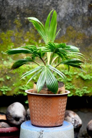 Coconut Bonsai croissance fraîche et placée au jardin de la maison et terrasses de la maison