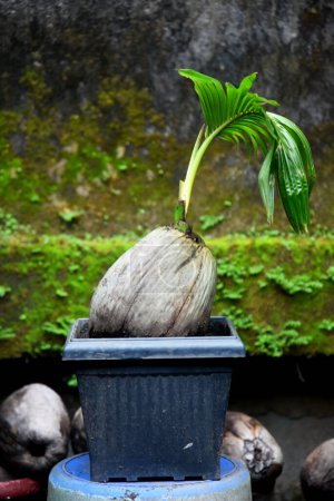 Coconut Bonsai croissance fraîche et placée au jardin de la maison et terrasses de la maison