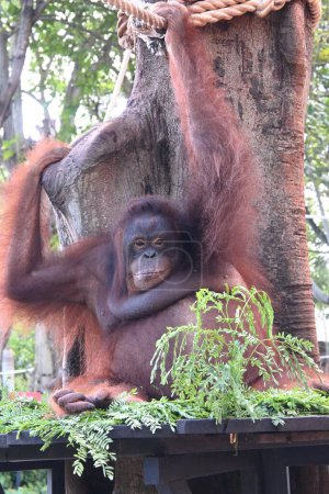Close up of Orang Utan at the zoo park