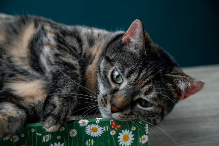 Foto de Tabby Cat se encuentra en el rascador de gato de piso de cartón. Anti-estrés para gatos. Foto de alta calidad - Imagen libre de derechos