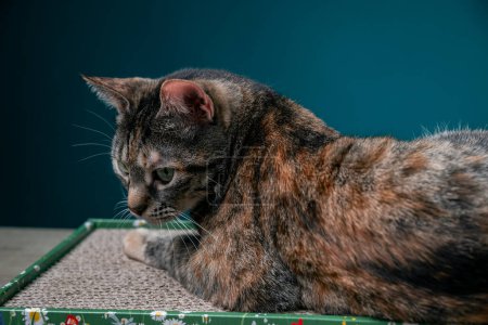 Photo for Tabby Cat Lies On Floor Cat Scratcher From Cardboard. Anti-Stress For Cats. High quality photo - Royalty Free Image