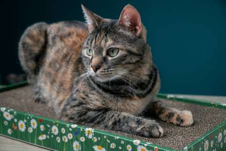 Foto de Tabby Cat se encuentra en el rascador de gato de piso de cartón. Anti-estrés para gatos. Foto de alta calidad - Imagen libre de derechos