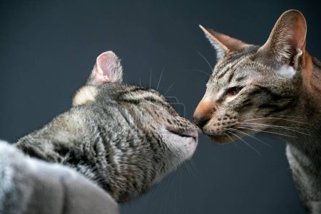 Foto de Primer plano de un gato gris tabby olfateando un gato gris tabby oriental. Los gatos aprenden más unos de otros olfateando. Foto de alta calidad - Imagen libre de derechos