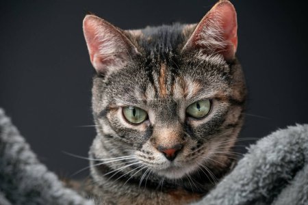Photo for Mysterious portrait of tabby cat evoking an atmosphere of secrecy and mystique. High quality photo - Royalty Free Image