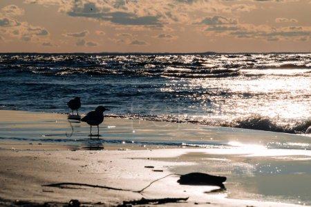Téléchargez les photos : Silhouettes de mouettes sur la plage au coucher du soleil. Le son des mouettes est un son caractéristique associé à la mer et à la plage. Photo de haute qualité - en image libre de droit