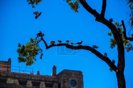 Photo for In Barcelona, doves perch on the branches of a tree. The increasing population of pigeons is becoming a significant issue in urban areas. High quality photo - Royalty Free Image