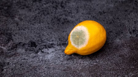 Photo for A spoiled lemon with mold lies on a gray table. High quality photo - Royalty Free Image