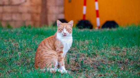 Photo for Red cat with serious face looking straight into the frame and sitting on the lawn. Greek street cat. High quality photo - Royalty Free Image