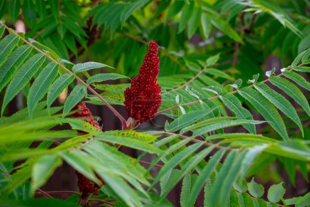 A close up of a red Sumac flower blooming on a tree, surrounded by lush green leaves. The vibrant colors showcase the beauty of this terrestrial plant in its natural biome
