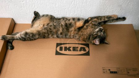 Foto de Jurmala, Letonia - 18 02 2024: Hay un gato en una caja de muebles Ikea. .. Foto de alta calidad - Imagen libre de derechos