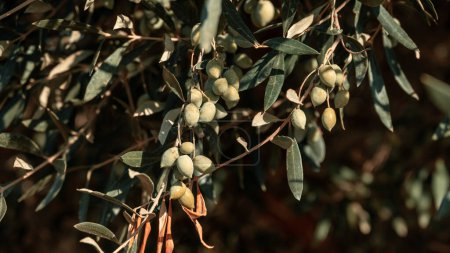 The fruit of the olive tree hangs from a twig. Greek olives. High quality photo
