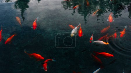 Téléchargez les photos : Il y a beaucoup de poissons dans l'étang, le concept de réalisation de vœux. Photo de haute qualité - en image libre de droit