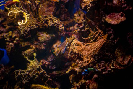 De petits poissons colorés nagent parmi les coraux, se cachant des prédateurs. Photo de haute qualité