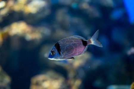 Gros plan d'un poisson bleu électrique aux nageoires vibrantes et à la queue nageant gracieusement dans un aquarium sous-marin, mettant en valeur la biologie marine et la beauté des poissons rayonnés