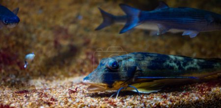 Photo for An electric blue fish with a sleek body and fins is gracefully swimming underwater in a tank with other marine biology specimens, creating a mesmerizing event - Royalty Free Image
