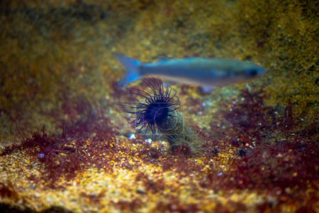Ein elektrischer blauer Fisch schwimmt anmutig unter Wasser neben einem Seeigel auf einem bunten Korallenriff und zeigt Meeresbiologie in Aktion