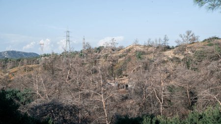 Foto de Una colina con árboles después de los incendios en la isla de Rodas. .. Foto de alta calidad - Imagen libre de derechos