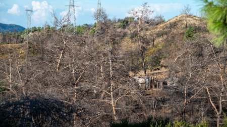 Ein Hügel mit Bäumen nach den Bränden auf der Insel Rhodos. . Hochwertiges Foto