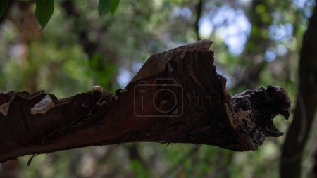 Photo for Beautiful wooden snag against the forest background, shallow depth of field. . High quality photo - Royalty Free Image