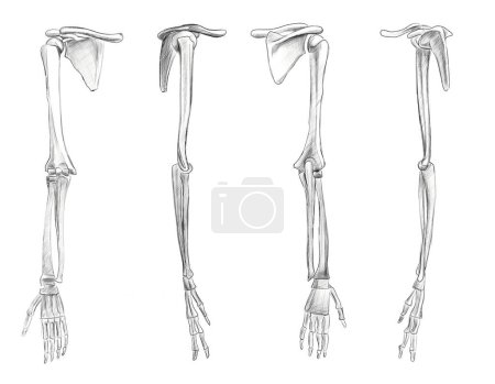 Foto de Huesos de la mano humana en escorzos y rotaciones. Esbozo anatómico. Tutorial para artistas. - Imagen libre de derechos