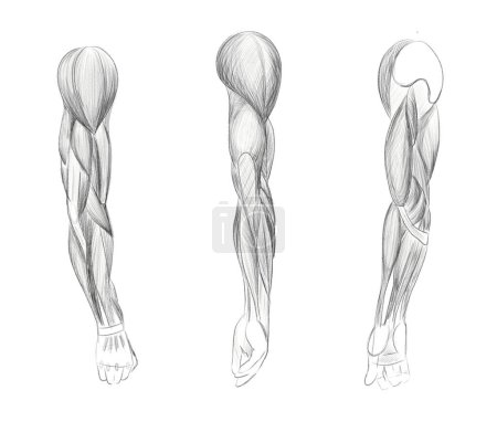 Muscles du bras humain dans les angles et les virages. Croquis anatomique. Tutoriel pour artistes.