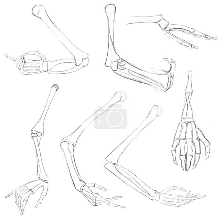 Bones of the human hand in foreshortenings and rotations. Anatomical sketch. Tutorial for artists.